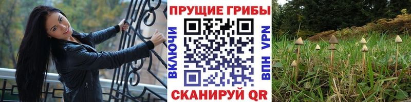 Купить закладки  Люберцы  Псилоцибиновые грибы Psilocybe 